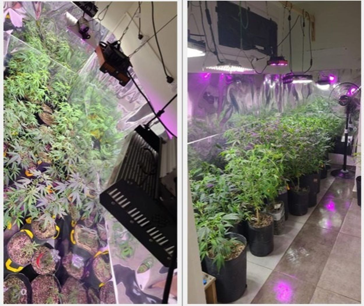 CAUSA FEDERAL. Al “Militar” Sosa se le abrió un expediente en 2023 por producir cannabis a gran escala.