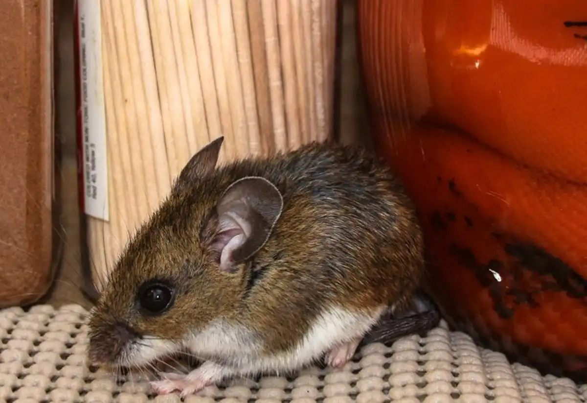 Preguntas y respuestas clave sobre el alcance del hantavirus en la salud de las personas