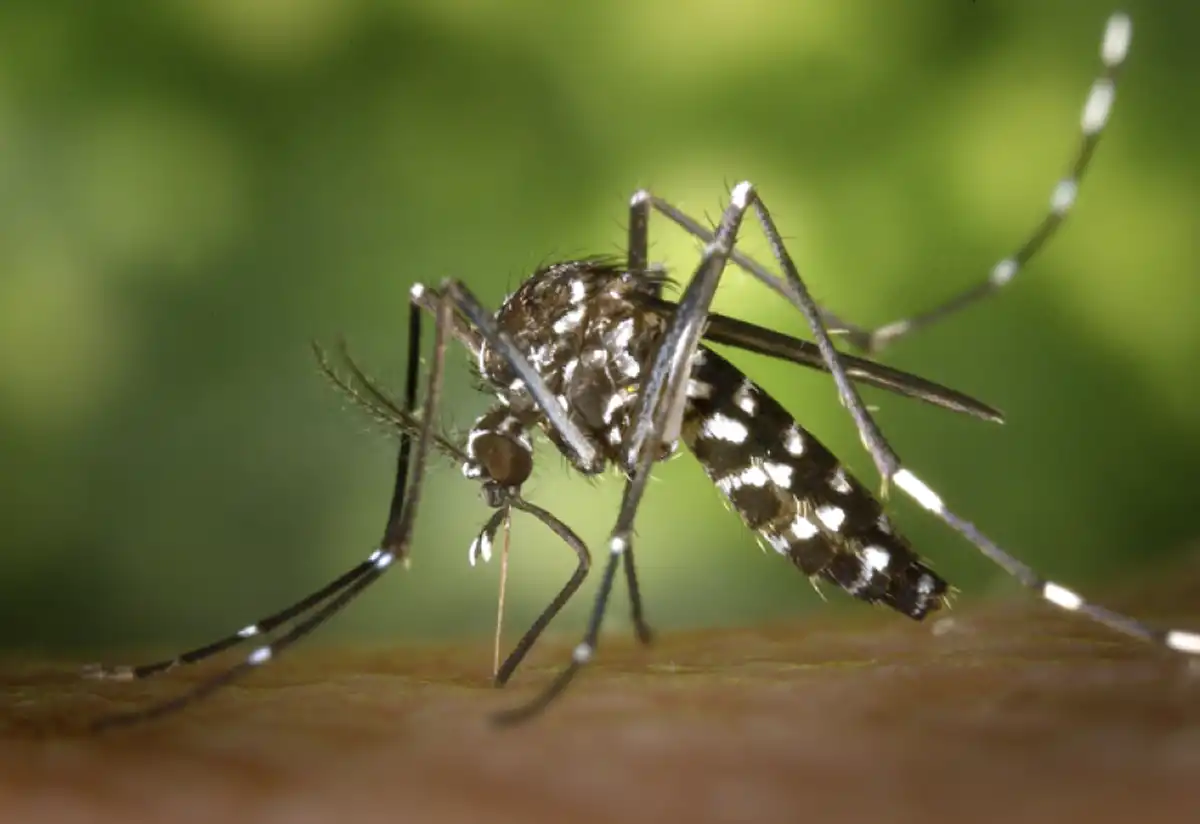 El control de la población de mosquitos es una de las principales tareas para evitar la transmisión de enfermedades como dengue y chikungunya.