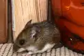Preguntas y respuestas clave sobre el alcance del hantavirus en la salud de las personas