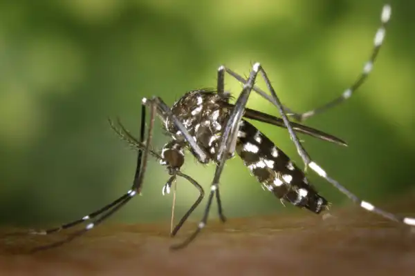 “El futuro sanitario del NOA depende de la región”: la preocupación por el avance del chikungunya