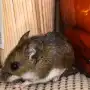 Preguntas y respuestas clave sobre el alcance del hantavirus en la salud de las personas