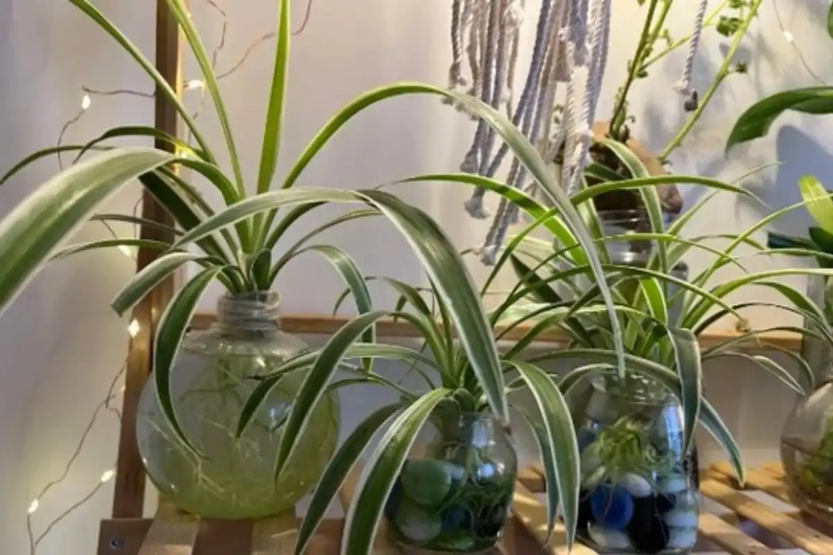 Plantas sin tierra: cuáles son las 4 especies fáciles de cuidar que crecen todo el año