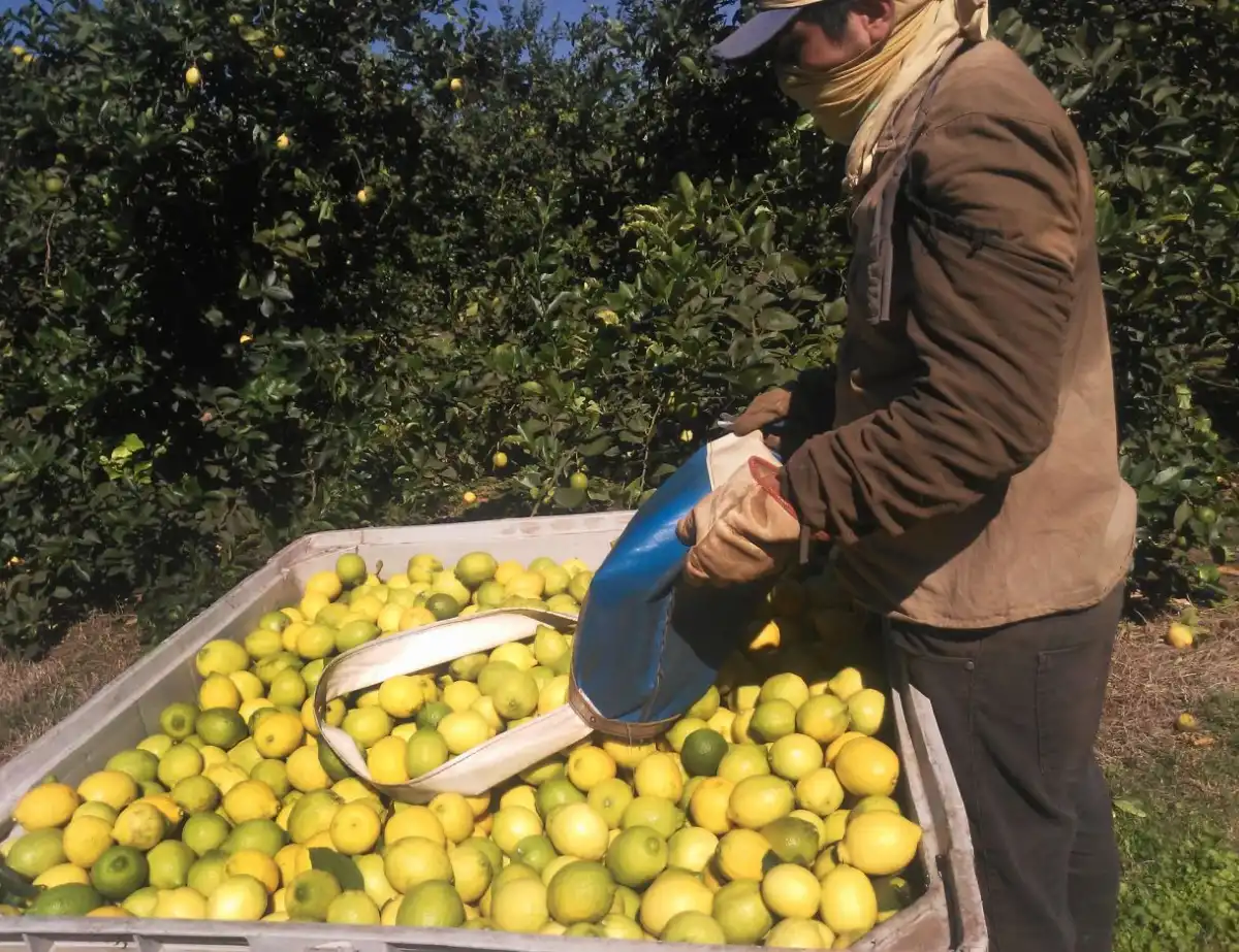 ÁMBITO LOCAL. Estiman una media de 140 unidades por maleta de 20 kg.