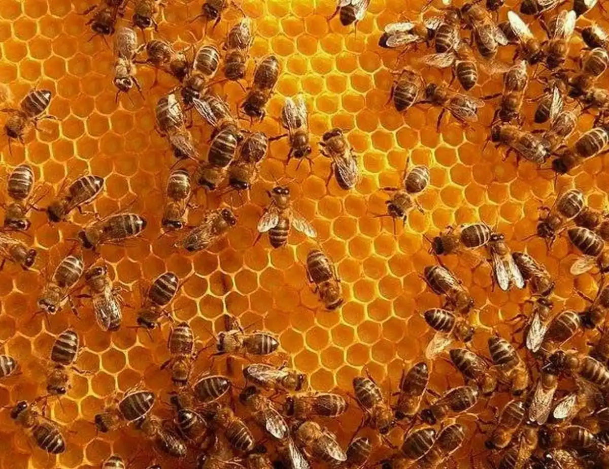 Datos oficiales: en el primer trimestre del año creció la exportación de miel, cítricos y jugos