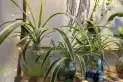 Las 4 plantas que crecen sin tierra y necesitan muy pocos cuidados durante todo el año