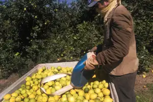El NOA produciría casi 2 millones de toneladas de limón
