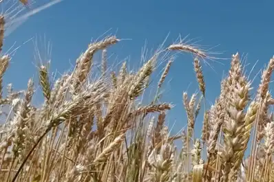 Trigo pan: en marzo, la molienda alcanzó las 557.486 toneladas