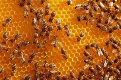 Datos oficiales: en el primer trimestre del año creció la exportación de miel, cítricos y jugos
