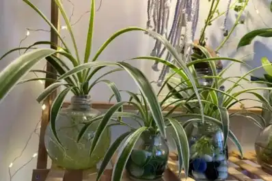 Las 4 plantas que crecen sin tierra y necesitan muy pocos cuidados durante todo el año