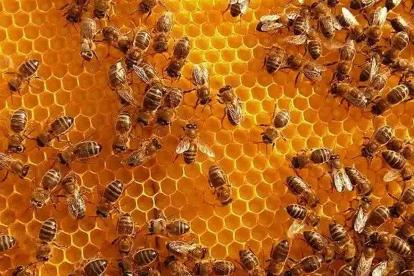 Datos oficiales: en el primer trimestre del año creció la exportación de miel, cítricos y jugos