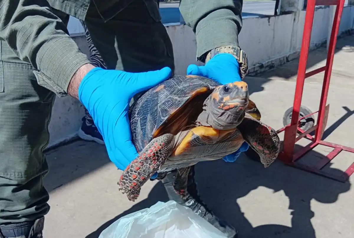 Trasladaba una tortuga en peligro de extención en una olla y quedó detenida