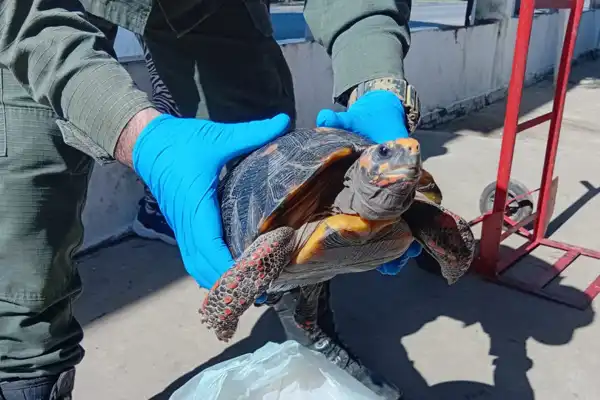 Trasladaba una tortuga en peligro de extención en una olla y quedó detenida