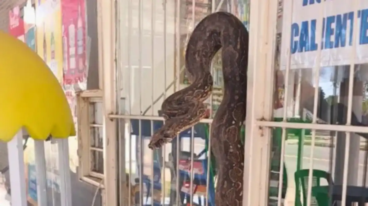 Susto en Salta: encontraron una lampalagua dentro de un comercio 