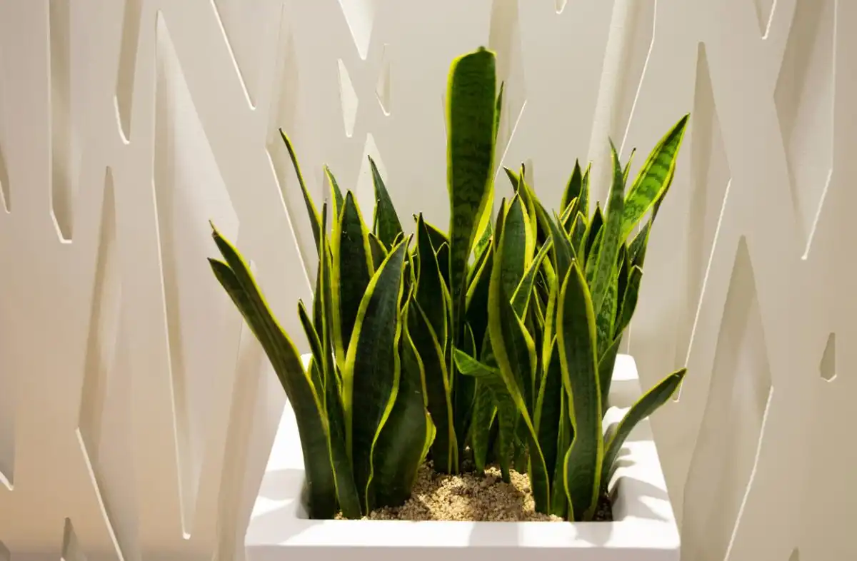 Además de purificar el aire, son plantas que resisten a bajas condiciones de iluminación.
