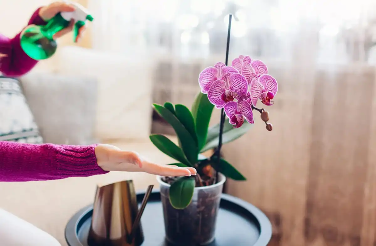 Las orquídeas son ideales para decorar espacios y realzar rincones con sus colores.