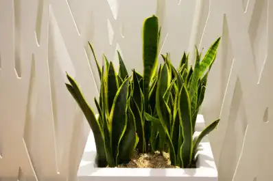 Invierno y espacios cerrados: la mejor planta para renovar el oxígeno