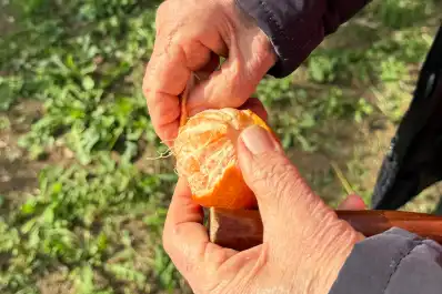 Mandarinas al sol: hasta cuándo habrá tardes agradables en Tucumán