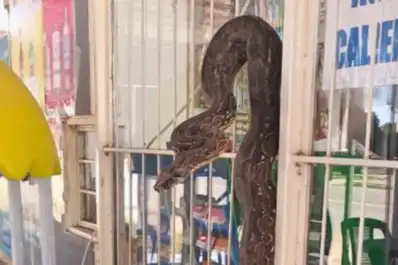 Susto en Salta: encontraron una lampalagua dentro de un comercio