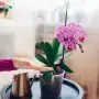 Guía para tener orquídeas con flores relucientes en el interior de casa