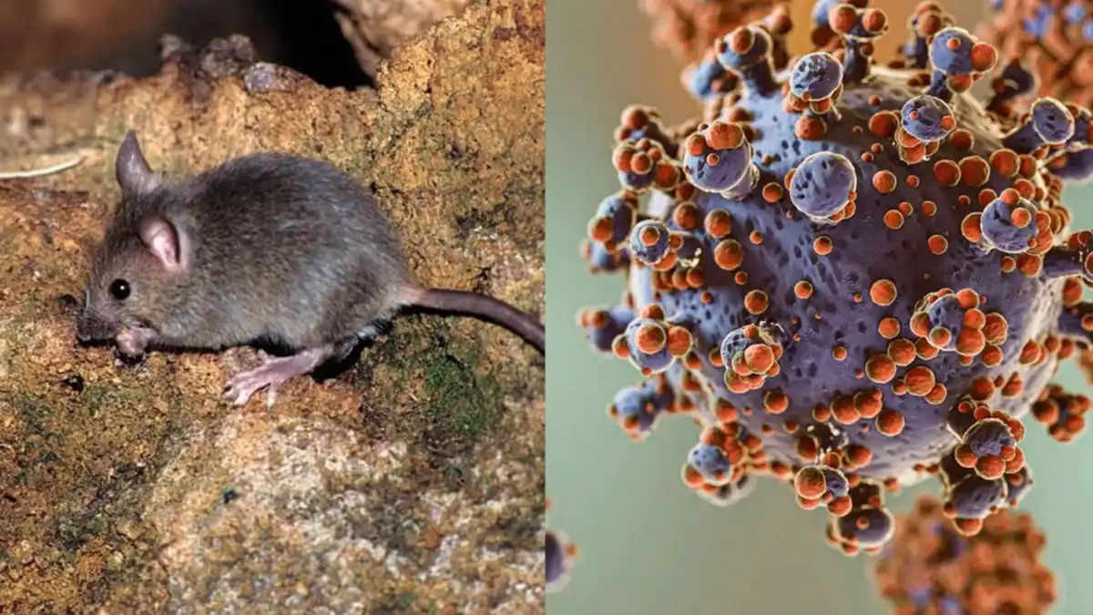 Alerta por hantavirus en Argentina: qué provincias registran más contagios, según datos oficiales