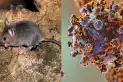 Alerta por hantavirus en Argentina: qué provincias registran más contagios, según datos oficiales