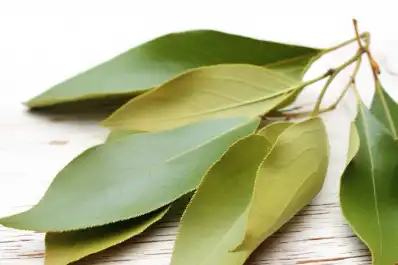 Cómo consumir el laurel para expulsar los mocos y aliviar la garganta