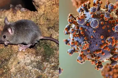 Alerta por hantavirus en Argentina: qué provincias registran más contagios, según datos oficiales