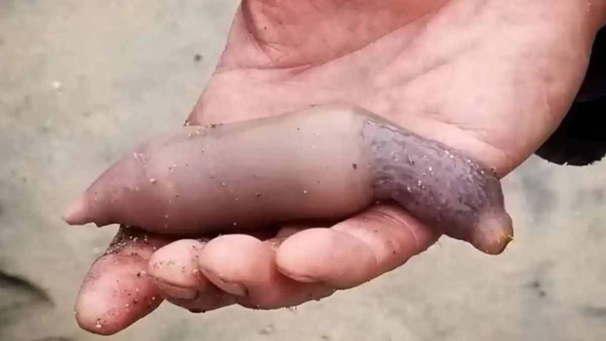 Sorpresa en Chubut por la aparición de miles de peces pene en la costa