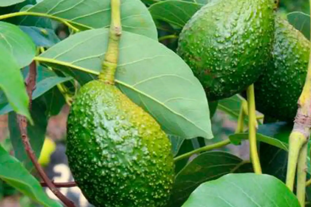 Consumor hojas de palta es beneficiosa para la salud