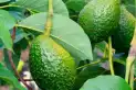 Para qué sirven las hojas de palta y cuáles son sus beneficios para la salud
