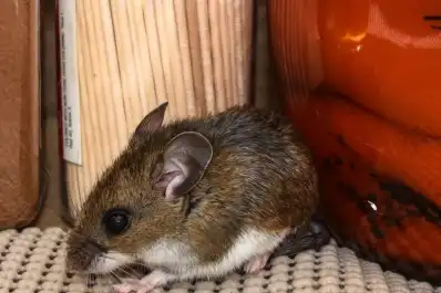 Científicos evalúan si el ratón transmisor de hantavirus se encuentra en Ushuaia
