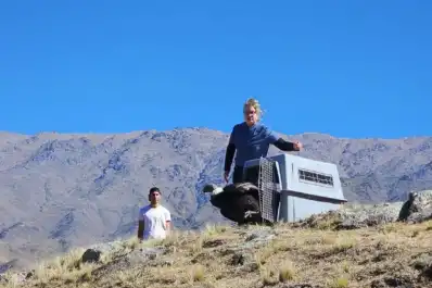 Emotiva liberación en Tucumán: un cóndor andino regresó a su hábitat natural