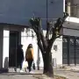 Tratamiento del arbolado urbano: “Lo que se hace en Tucumán no es poda, es mutilación”