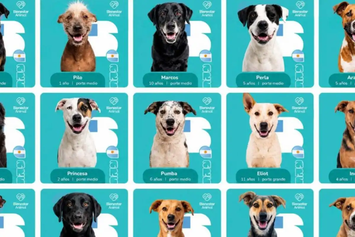 La original campaña de Salta para incentivar la adopción de perros callejeros