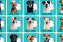 Perritos mundialistas: la original campaña de Salta para incentivar la adopción de perros callejeros