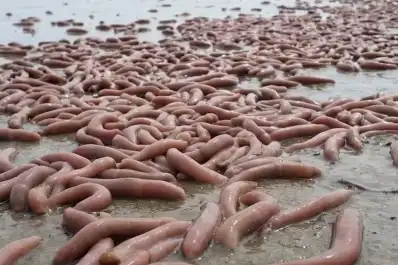 Qué son los “peces pene” hallados en Chubut y por qué son un manjar en Asia