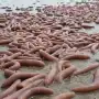 Qué son los “peces pene” hallados en Chubut y por qué son un manjar en Asia