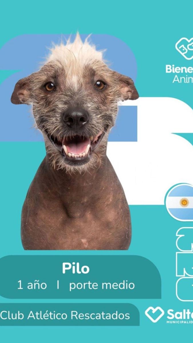 La original campaña de Salta para incentivar la adopción de perros callejeros