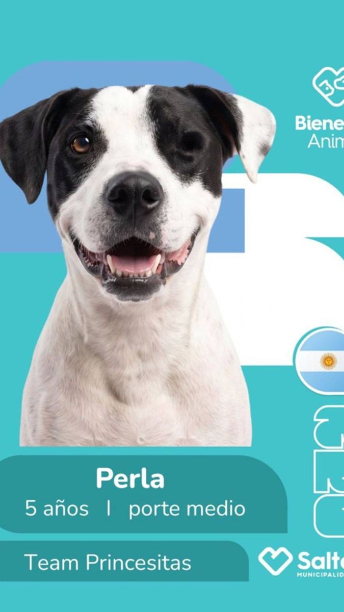 La original campaña de Salta para incentivar la adopción de perros callejeros