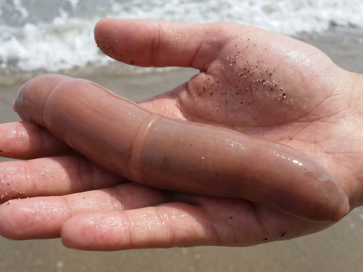 Tras la ciclogénesis, hallaron “peces pene” en playas de Chubut y se volvieron virales