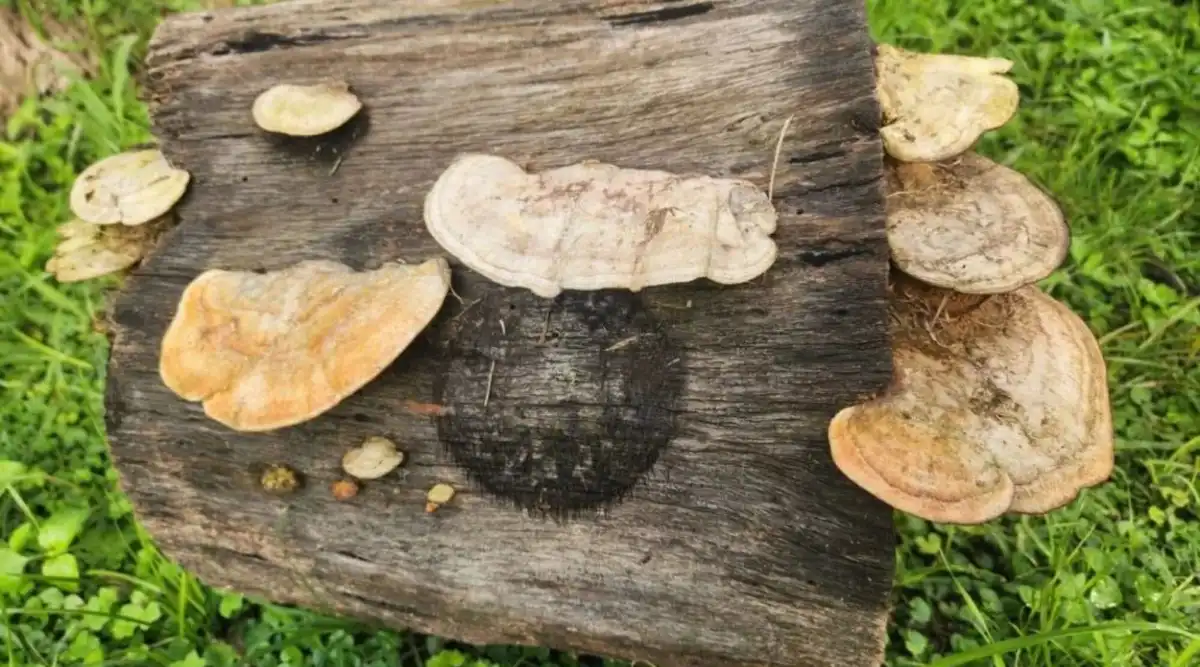 Un “superhongo” de las yungas puede favorecer el cultivo de limón