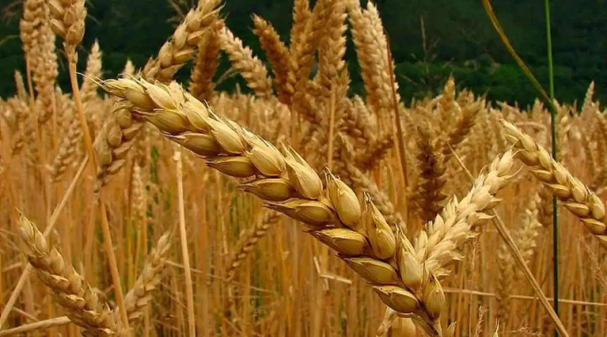 Trigo: se espera una menor producción en el mundo respecto de 2025/26