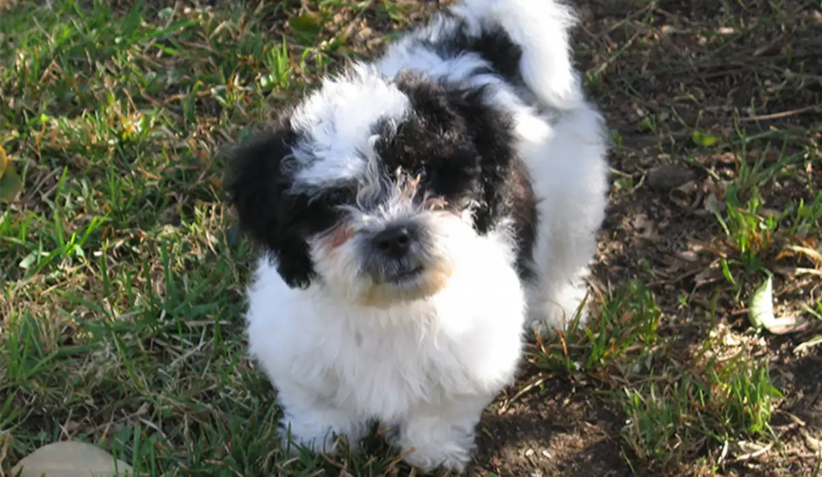 Los Shichon son propensos a la ansiedad por separación y a la terquedad, lo que probablemente explique su carácter travieso.