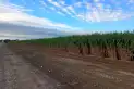 Es el momento para eliminar la quema de caña