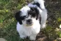 Adorables pero problemáticos: las razas de perros con más probabilidad de meterse en líos