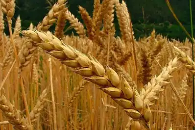 Trigo: se espera una menor producción en el mundo respecto de 2025/26