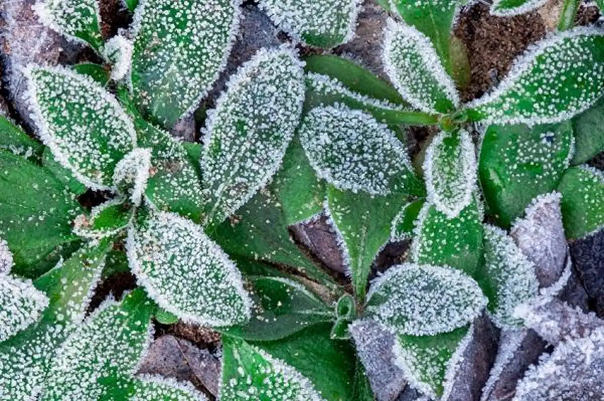 El truco clave para proteger las plantas del frío y evitar que se arruinen en invierno