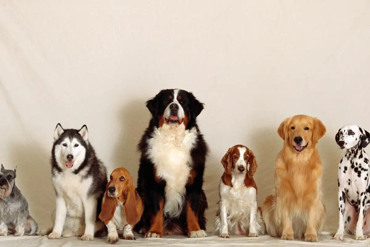 Ni ansiedad ni destrozos: las razas de perros que mejor toleran estar solas