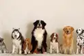 Cuáles son las razas de perros que mejor toleran quedarse solas en casa